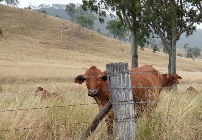 Bundaberg and Goomeri 12.06.2020